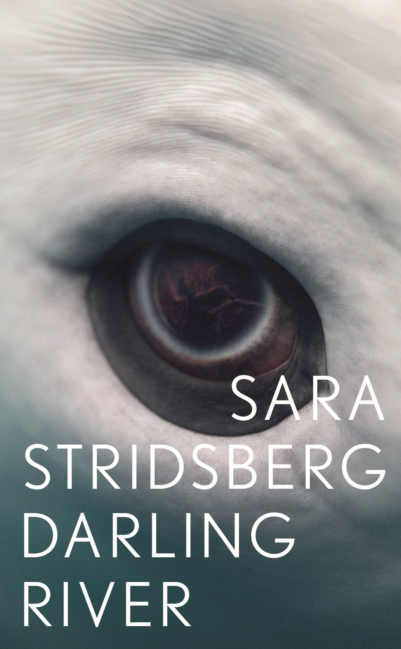 Darling River – E-bok