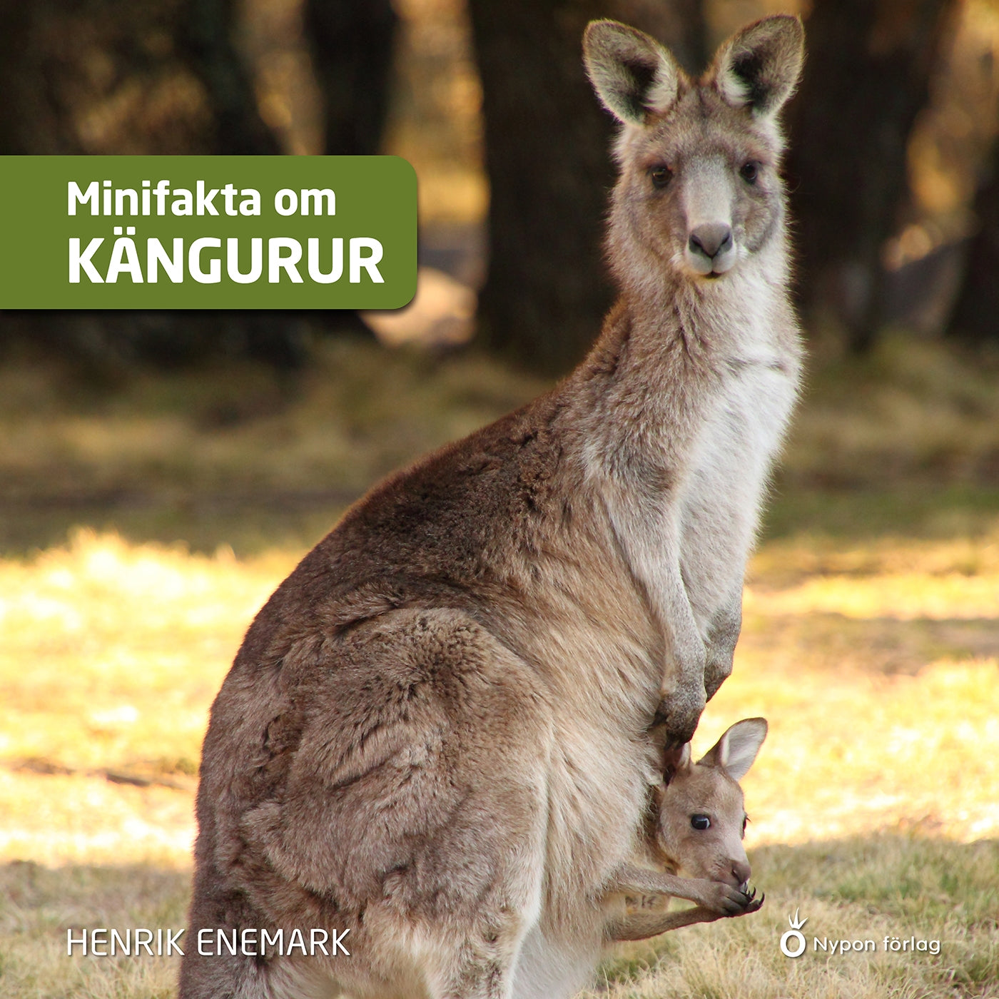 Minifakta om kängurur – Ljudbok