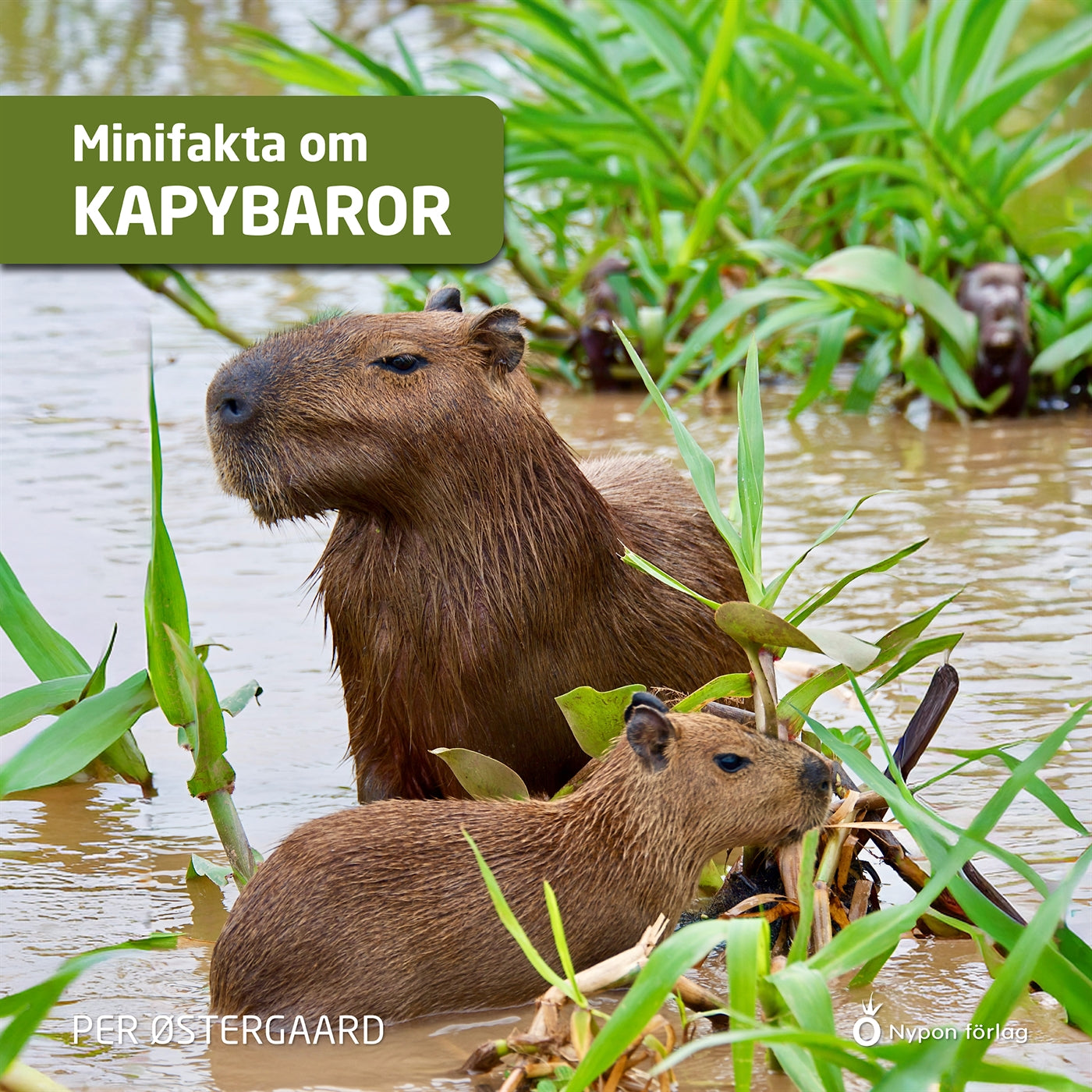 Minifakta om kapybaror – Ljudbok