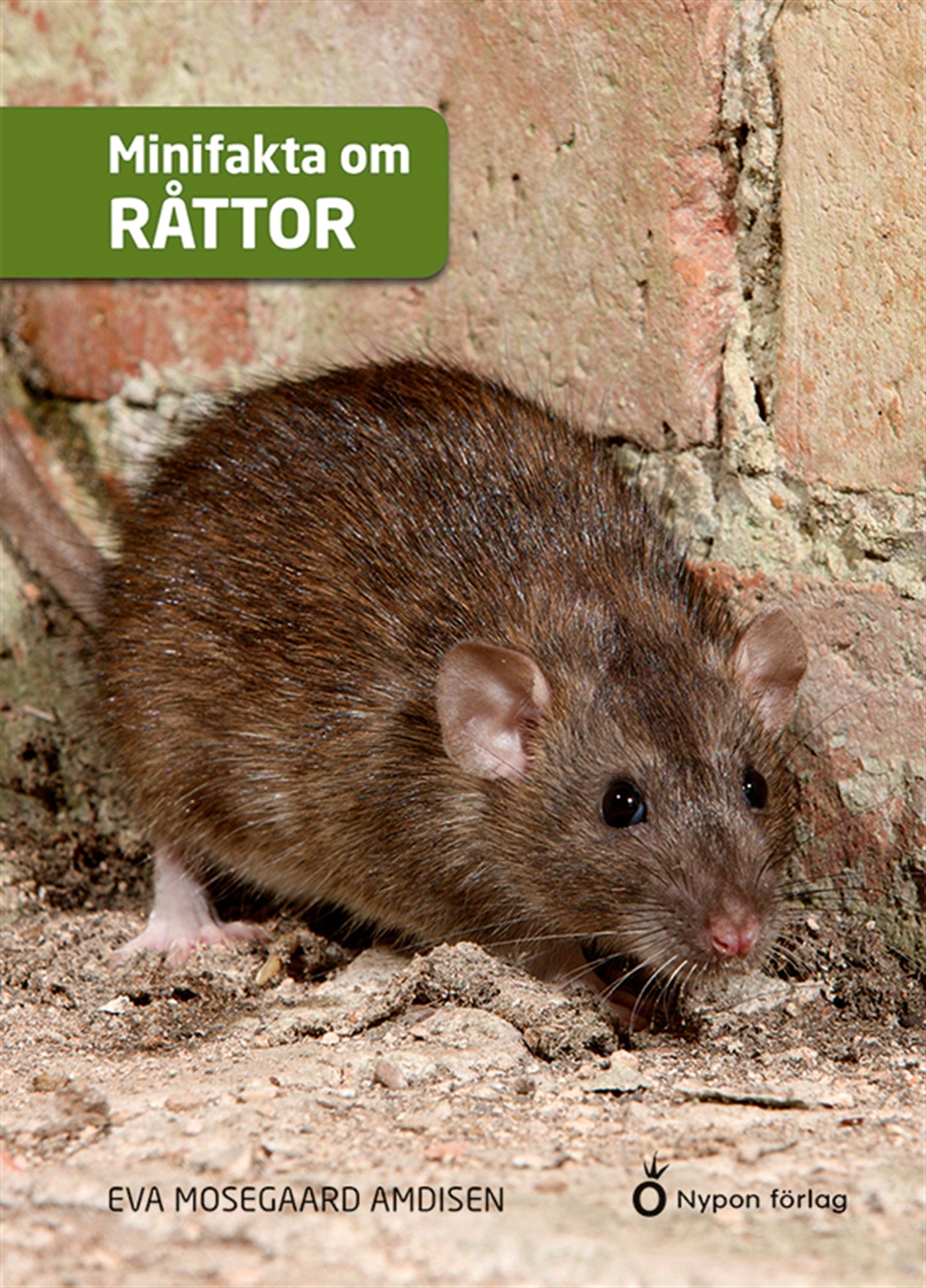 Minifakta om råttor – E-bok
