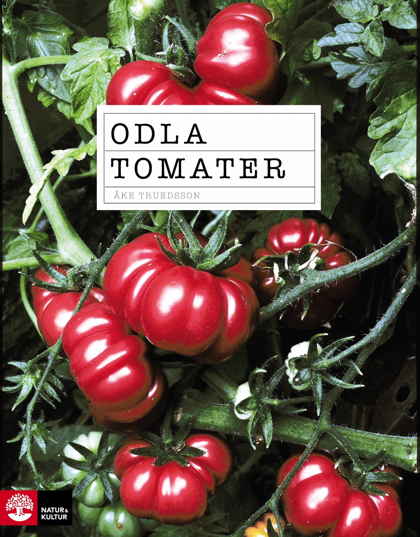 Odla tomater – E-bok