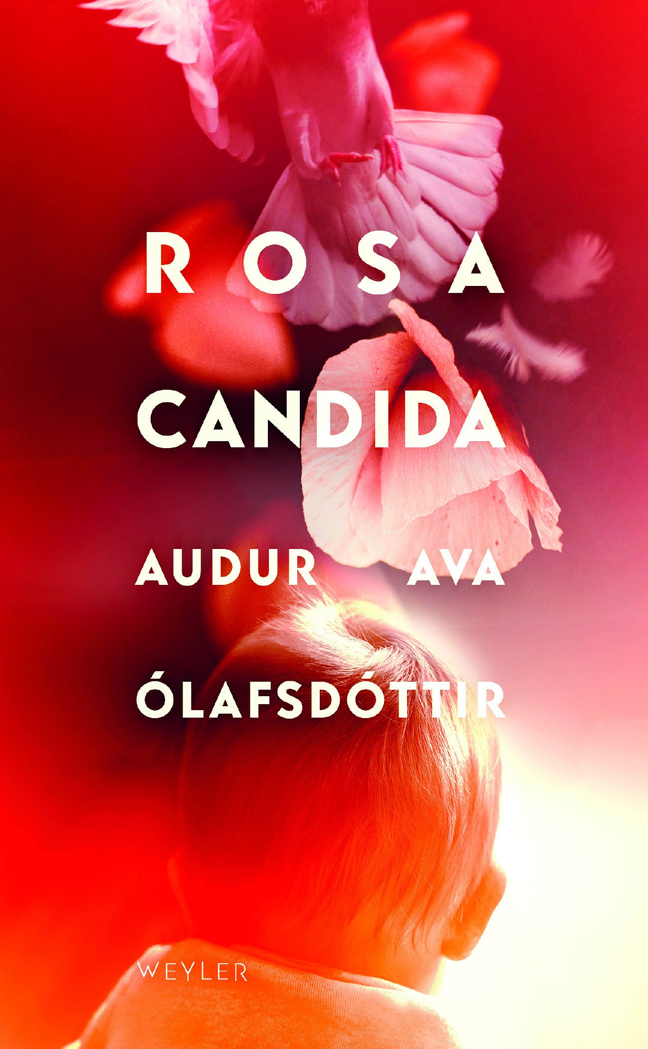 Rosa candida – E-bok