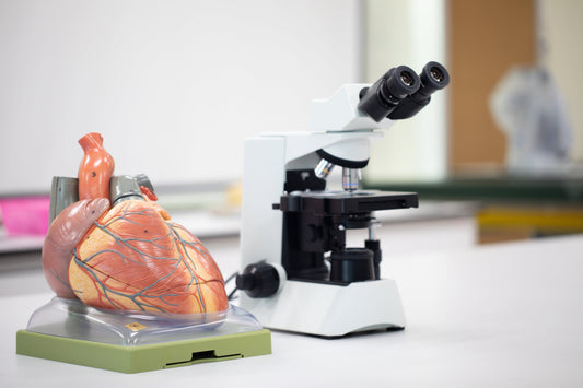 Så pluggar du människans fysiologi i Biologi 2