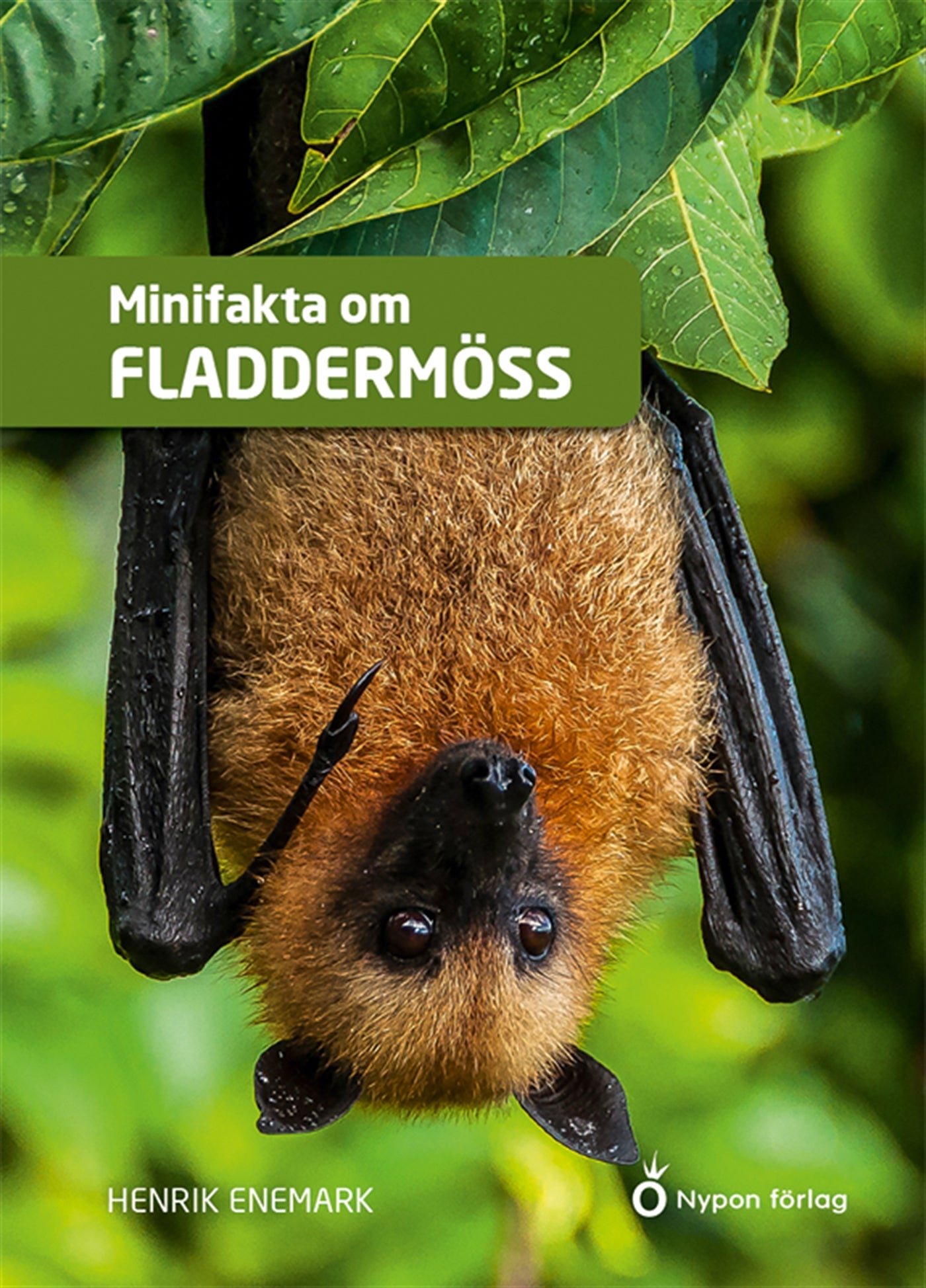 Minifakta om fladdermöss – Ljudbok