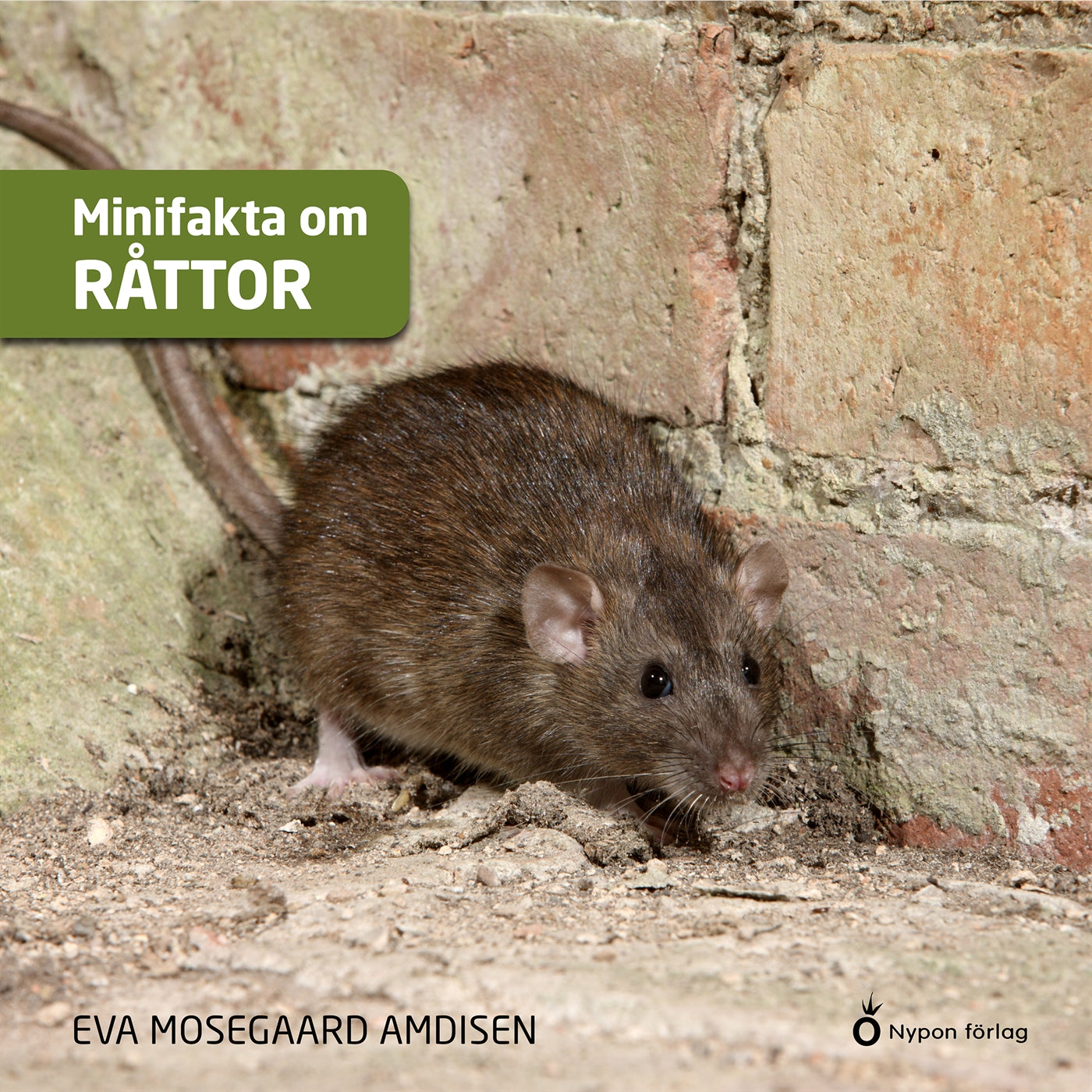 Minifakta om råttor – Ljudbok